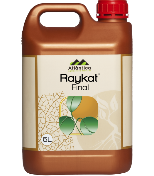Raykat Final